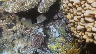 Red Sea sualtı dünyasını. Marsa Alam