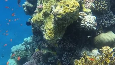 Red Sea sualtı dünyasını. Marsa Alam