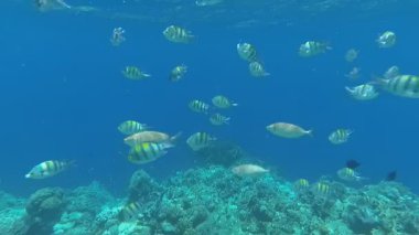 Red Sea sualtı dünyasını. Marsa Alam