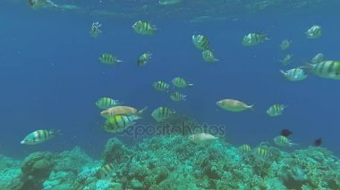 Red Sea sualtı dünyasını. Marsa Alam
