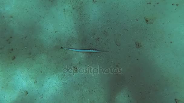 死鱼躺在海底 — 图库视频影像