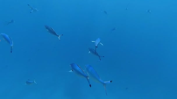 El mundo submarino del Mar Rojo. Marsa Alam — Vídeo de stock