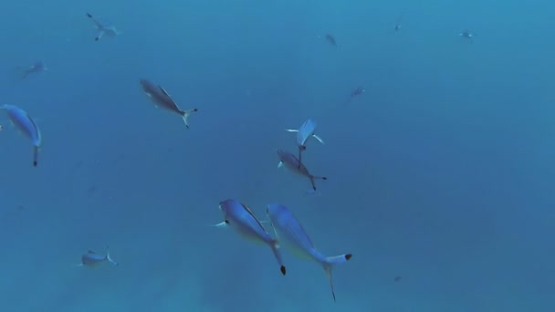 Le monde sous-marin de la mer Rouge. Marsa Alam — Video