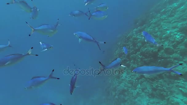 Red Sea sualtı dünyasını. Marsa Alam — Stok video