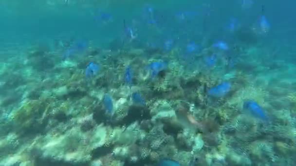De onderwaterwereld van de rode zee. Marsa Alam — Stockvideo