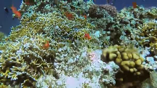 Le monde sous-marin de la mer Rouge. Marsa Alam — Video