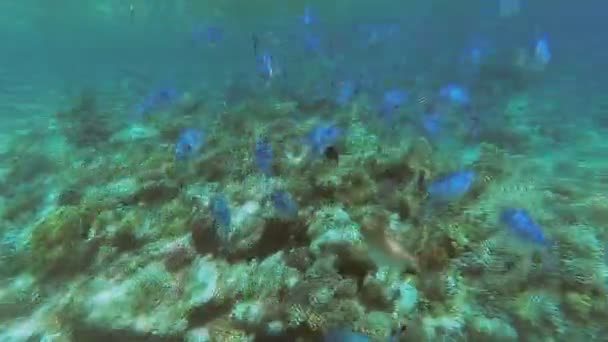 Die Unterwasserwelt des Roten Meeres. marsa alam — Stockvideo