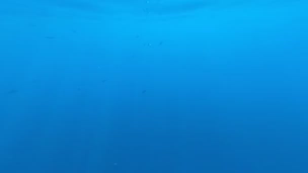 Le monde sous-marin de la mer Rouge. Marsa Alam 