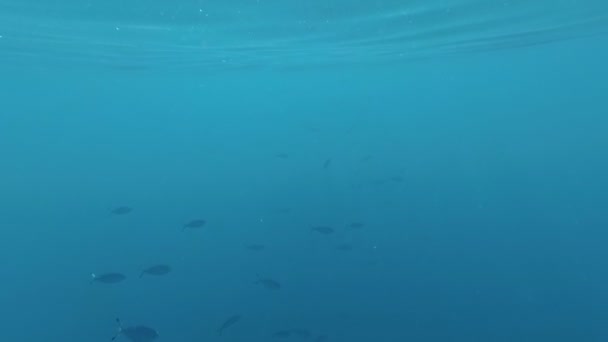 Τον υποθαλάσσιο κόσμο της Ερυθράς Θάλασσας. Μάρσα Αλάμ — Αρχείο Βίντεο
