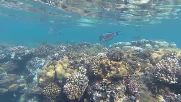 紅海の水中世界。マルサ ・ アラム — ストック動画