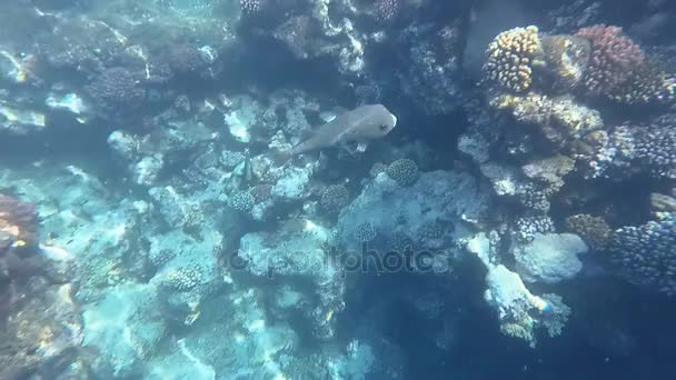 Undervattensvärlden i Röda havet. Marsa Alam — Stockvideo