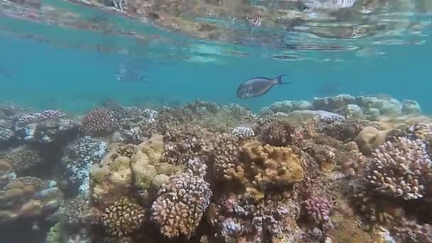 The underwater world of the Red Sea. Marsa Alam — Stock Video
