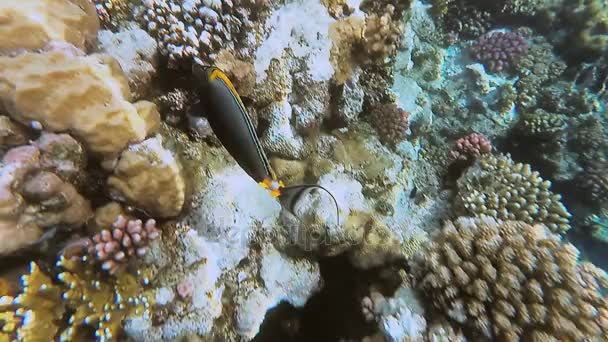 El mundo submarino del Mar Rojo. Marsa Alam — Vídeos de Stock