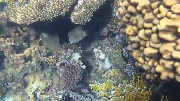 Undervattensvärlden i Röda havet. Marsa Alam — Stockvideo