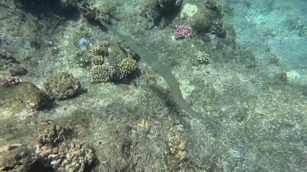 Undervattensvärlden i Röda havet. Marsa Alam — Stockvideo