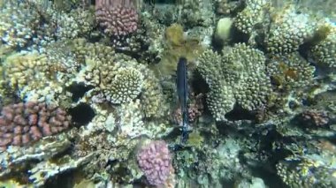 Red Sea sualtı dünyasını. Marsa Alam