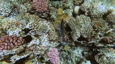 Red Sea sualtı dünyasını. Marsa Alam