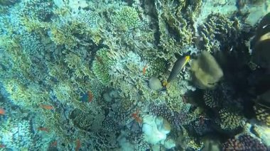 Red Sea sualtı dünyasını. Marsa Alam