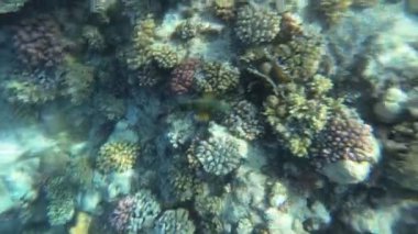 Red Sea sualtı dünyasını. Marsa Alam