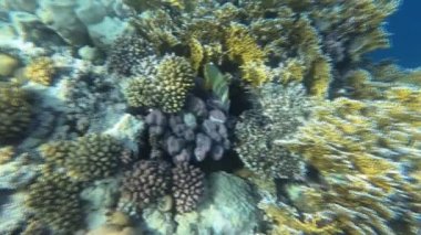 Red Sea sualtı dünyasını. Marsa Alam