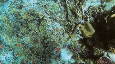 Red Sea sualtı dünyasını. Marsa Alam