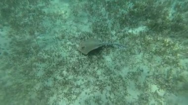 .İğneli vatoz denizin dibinde yüzen. Kızıl Deniz. Marsa Alam