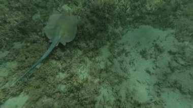 .İğneli vatoz denizin dibinde yüzen. Kızıl Deniz. Marsa Alam