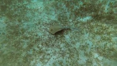 .İğneli vatoz denizin dibinde yüzen. Kızıl Deniz. Marsa Alam