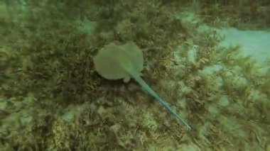 .İğneli vatoz denizin dibinde yüzen. Kızıl Deniz. Marsa Alam