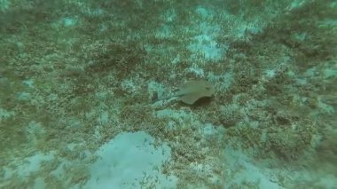 Red Sea sualtı dünyasını. Marsa Alam