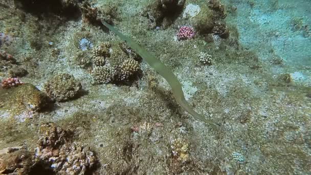 Die Unterwasserwelt des Roten Meeres. marsa alam — Stockvideo