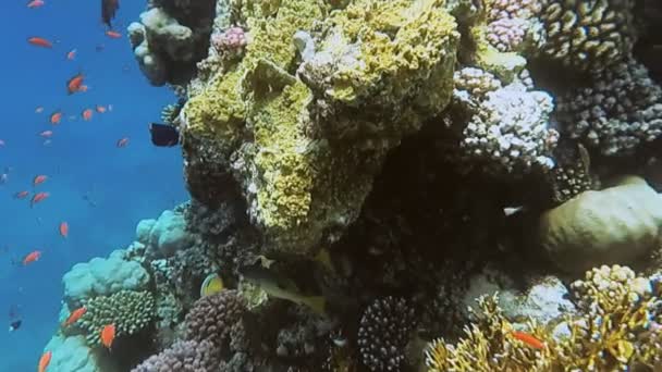 红海的水下世界。马萨阿拉姆 — 图库视频影像