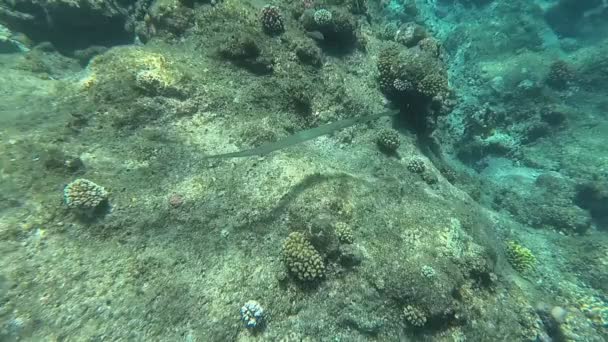 Podvodní svět Rudého moře. Marsa Alam — Stock video