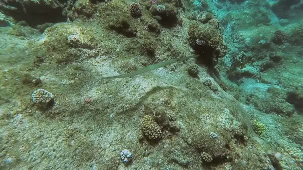 Die Unterwasserwelt des Roten Meeres. marsa alam — Stockvideo