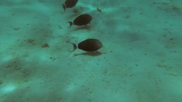 Red Sea sualtı dünyasını. Marsa Alam — Stok video