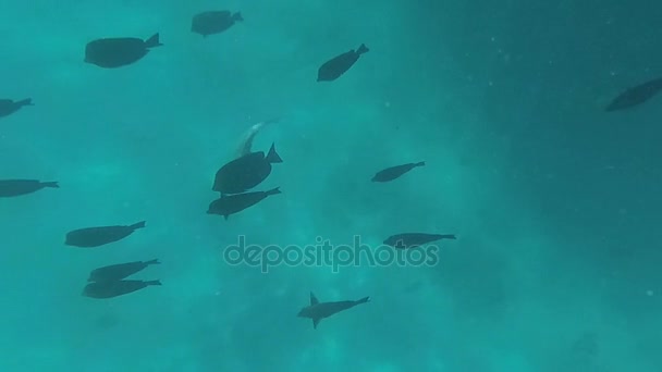 De onderwaterwereld van de rode zee. Marsa Alam — Stockvideo