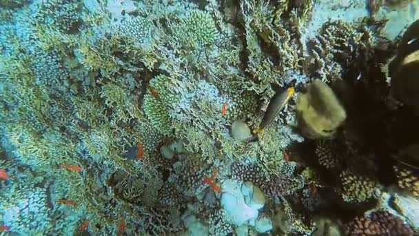 Подводный мир Красного моря. Алам, Марса — стоковое видео