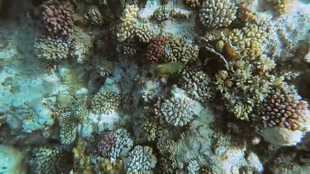 De onderwaterwereld van de rode zee. Marsa Alam — Stockvideo