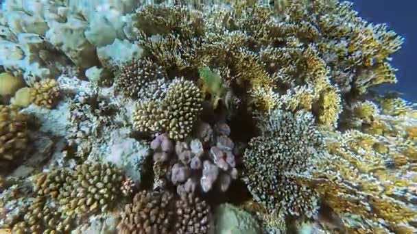 O mundo subaquático do Mar Vermelho. Marsa Alam — Vídeo de Stock