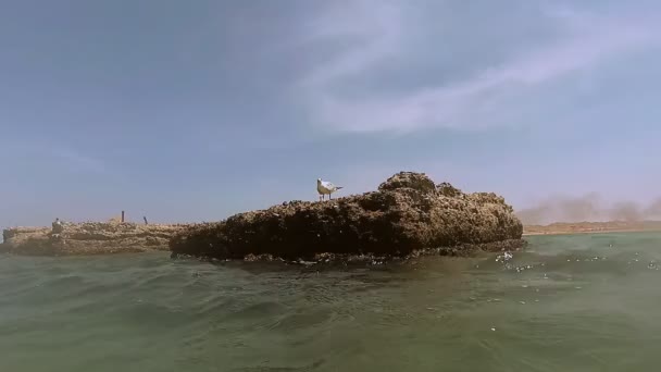 A seagull sits on a rock. Red sea. Marsa Alam — Stock Video