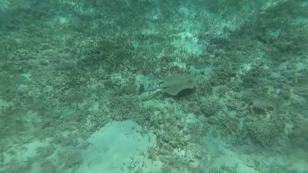 The stingray floats on the bottom of the sea. Red sea. Marsa Alam — Stock Video