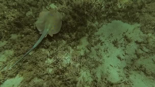 黄貂鱼漂浮在大海的底部。红海。马萨阿拉姆 — 图库视频影像