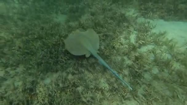 De stingray drijft op de bodem van de zee. Rode Zee. Marsa Alam — Stockvideo