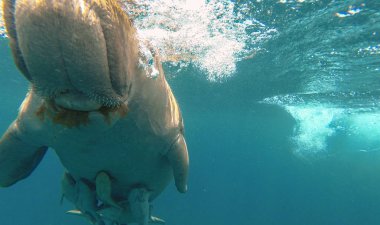 Dugong ot yiyor. Kızıl Deniz. Marsa Alam.