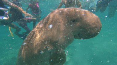 Dugong. Turistler Dugong bak. Kızıl Deniz. Marsa Alam
