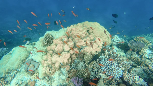 O mundo subaquático do Mar Vermelho. Marsa Alam — Fotografia de Stock