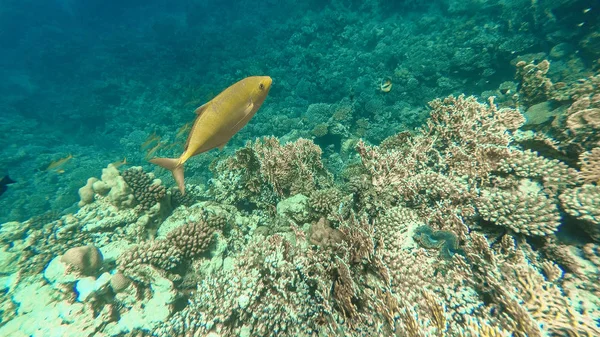 Podwodny świat Morza Czerwonego. Marsa Alam — Zdjęcie stockowe