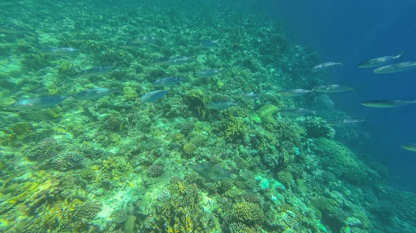 红海的水下世界。马萨阿拉姆 — 图库照片