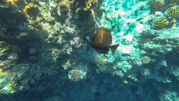 Il mondo sottomarino del Mar Rosso. Marsa Alam — Foto Stock