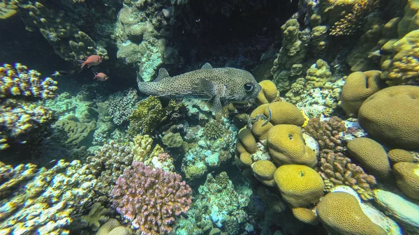 Undervattensvärlden i Röda havet. Marsa Alam — Stockfoto